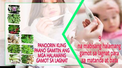 Halamang Gamot Sa Lagnat At Iba Pang Mabisang .